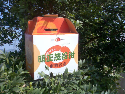 茂谷柑禮盒