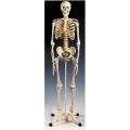 3B-A10人體骨骼模型