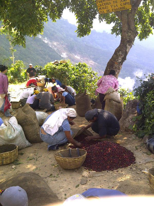 本公司直接與薩爾瓦多鉲非農合作進口高優質咖啡服務消費者