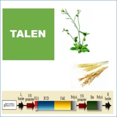 TALEN For Plants