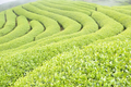 寶澤國際&名品製茶廠提供台灣優質茶葉之批發與銷售