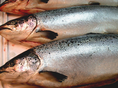 挪威冰鮮空運鮭魚