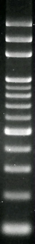 100bp DNA Ladder