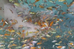 宜蘭礁溪溫泉魚-吃腳皮