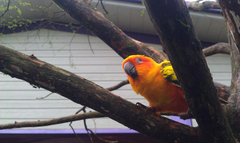 紫屋森林咖啡館當家的鸚鵡