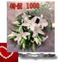 花束21馬可香水百合 1000.jpg
