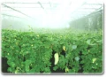 自動噴藥 適用於果園、茶園、花卉、溫室、菇菌場等