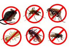 蟑螂、蚊蠅、跳蚤防治工程