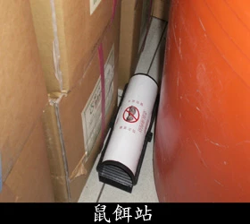 老鼠取食鼠餌後,會到戶外找水喝而死於戶外。