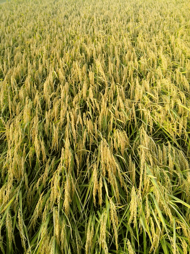 又香又Q的芋香米