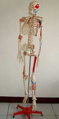 教學人體脊椎骨骼模型
