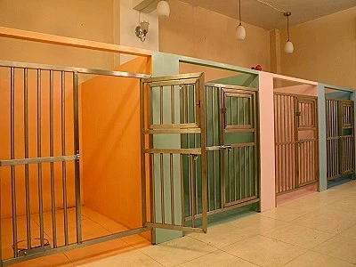 寵物美容-優雅專業寵物美容的美麗新世界