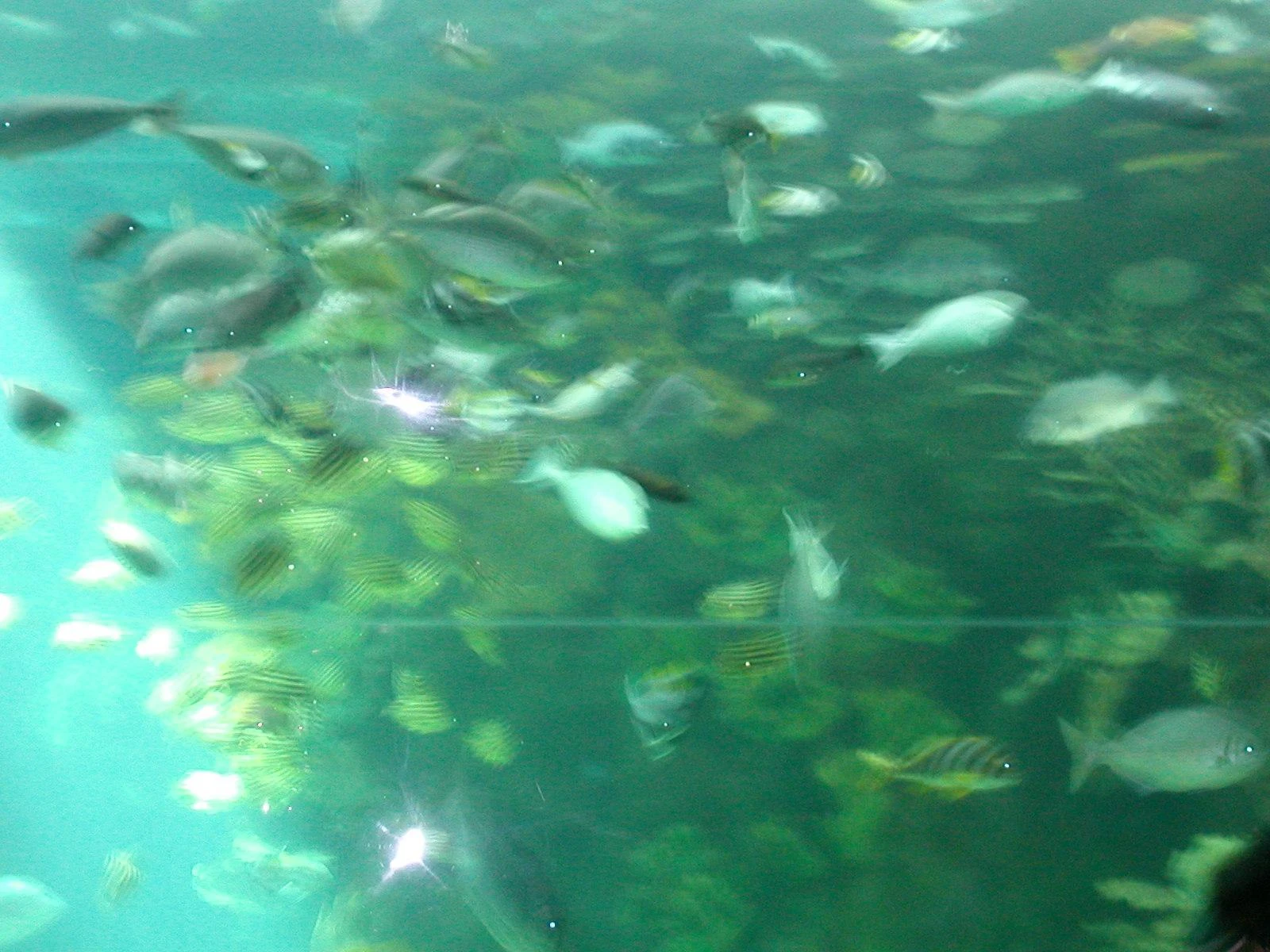 飛龍租車旅遊公司