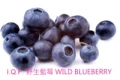 I.Q.F.野生藍莓 WILD BLUEBERRY