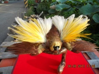 天堂鳥標本