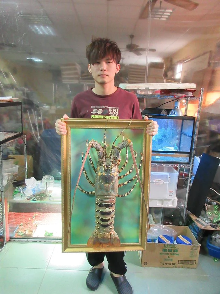 錦秀龍蝦~ 標本