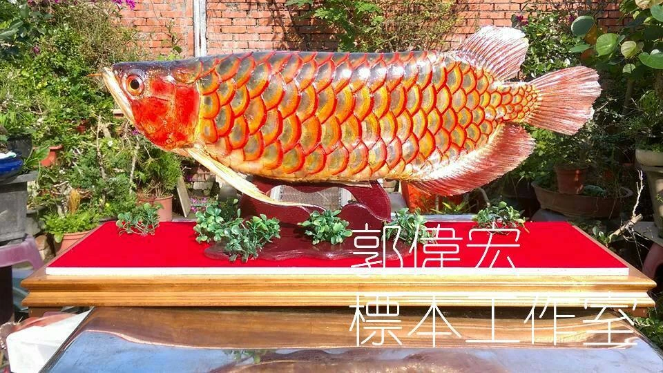 洛賓紅龍標本 標本