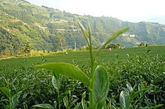 拉拉山茶園