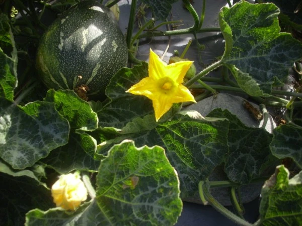 金麒龍生技食品開發有限公司