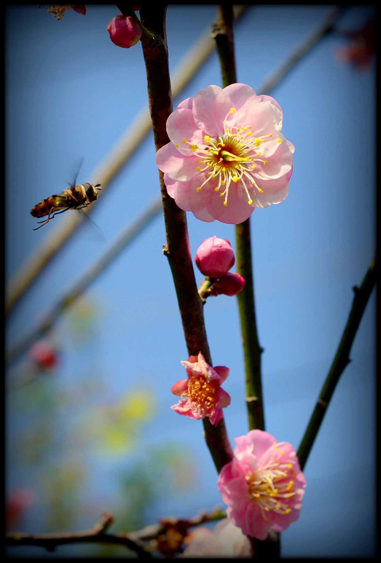 梅花 -- 花之忍者