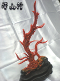 澤山行-赤珊瑚---蘭花