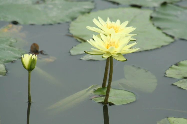 本社區荷蓮花栽培極為普遍