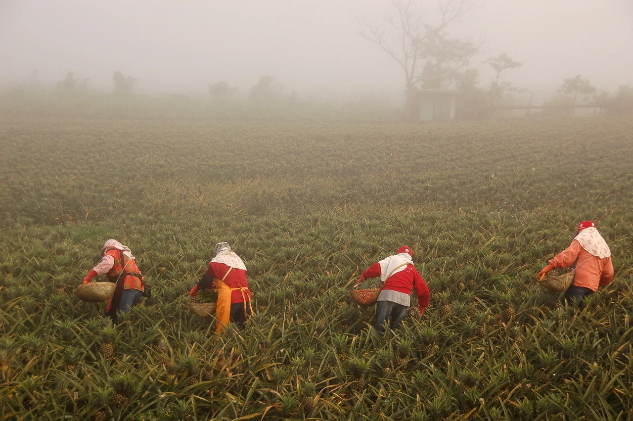 花蓮縣瑞穗鄉富興社區發展協會