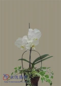 殯葬禮儀服務蘭花盆景(三)