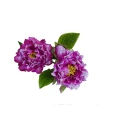 臻品小牡丹-紫
