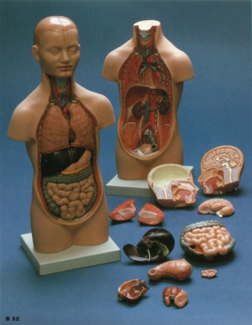 3-B22迷你人體解剖模型-海柏醫療