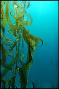 天然海藻-挪威海藻-最乾淨可食用海藻粉