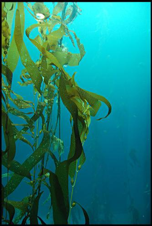 海底海藻
