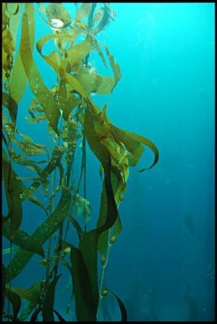 深海海藻