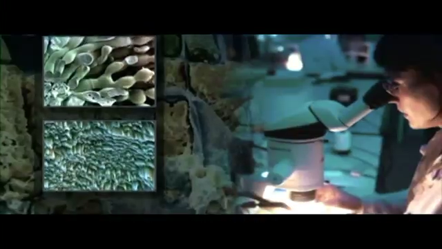 冷海海藻~海藻粉