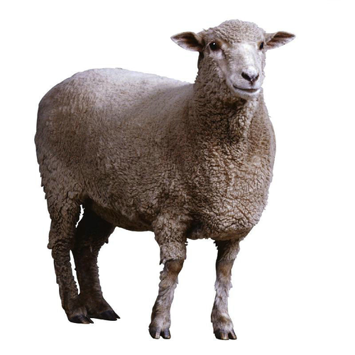 羊(羊用海藻粉)