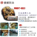 除蟑螂掛保證‧蟑螂 螞蟻防治【三水除蟲】