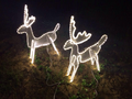 LED 麋鹿 暖白光  聖誕