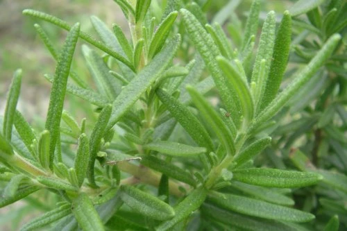 廚房香草迷迭香