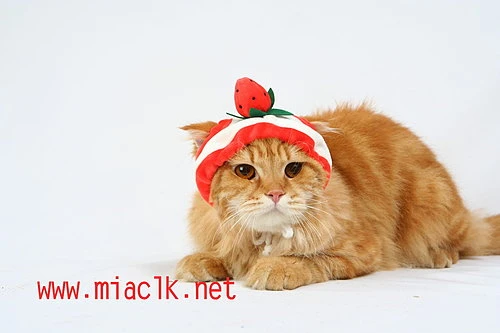 肥肥鼠專業服務親切