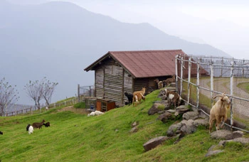 清境民宿-青青草原綿羊秀.剪羊毛秀