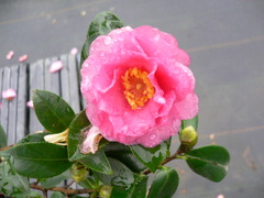 1274777444031pic2_240.JPG?t=2019041414