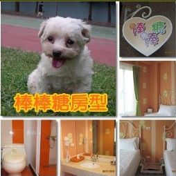 花蓮寵物民宿-狗go快樂