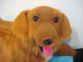 100cm黃金獵犬寵物布偶