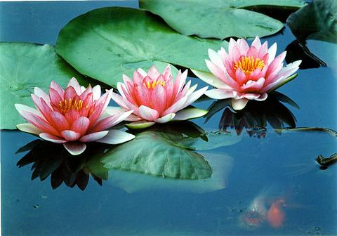 孝親生命禮儀社