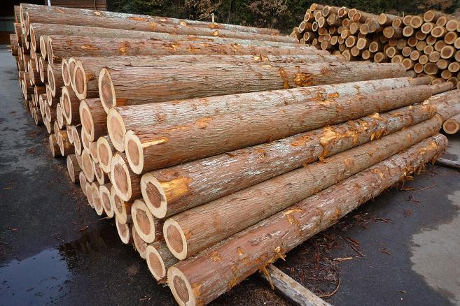 供應杉木原木長材、杉木電桿，大口徑杉木原木
