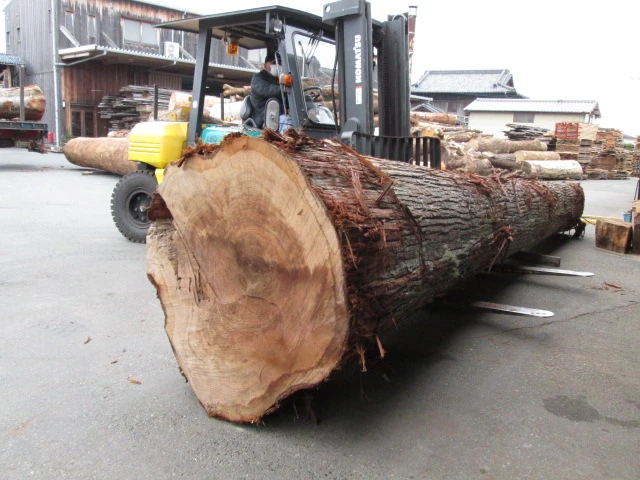 大口徑杉木可供應直徑30~70公分，長度240~400公分
