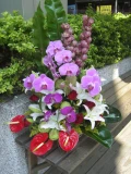 [gfp020] 蕙質蘭心~蝴蝶蘭盆花