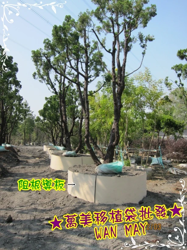 阻根導板使用照片