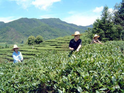 福建省政和工夫紅茶園