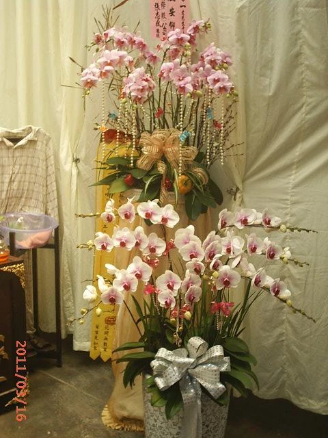 弔唁羅馬柱蘭花2500-3500